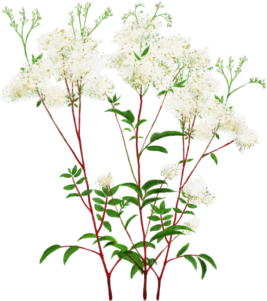 meadowsweet