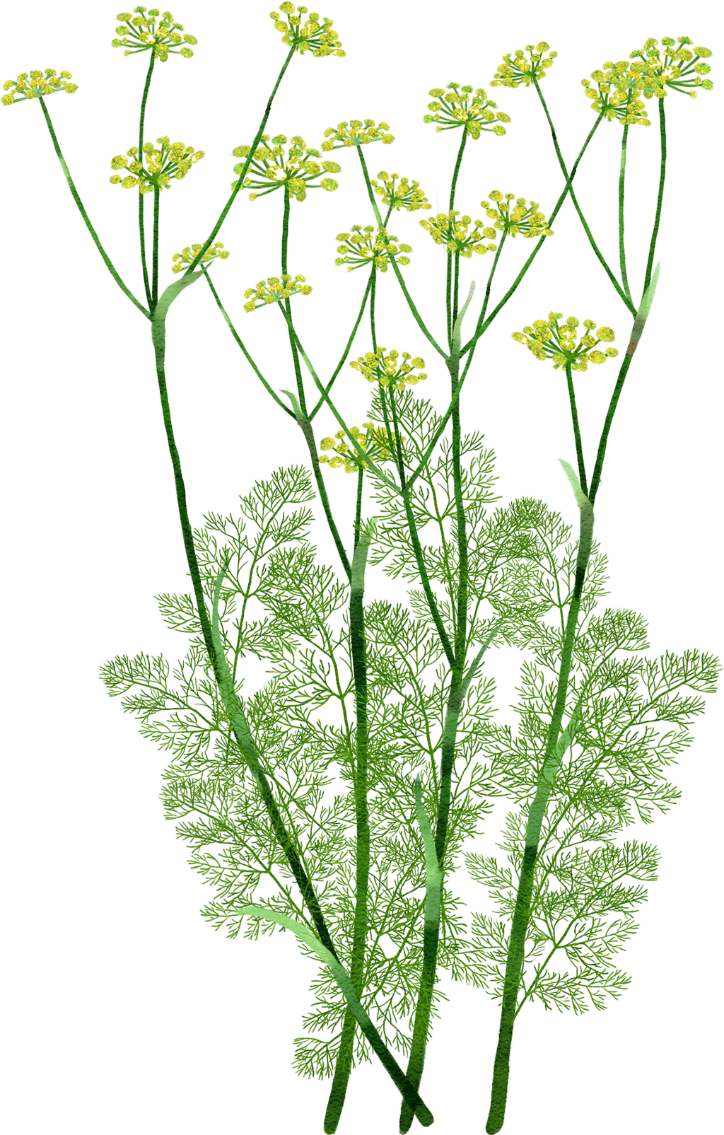 Fenchel