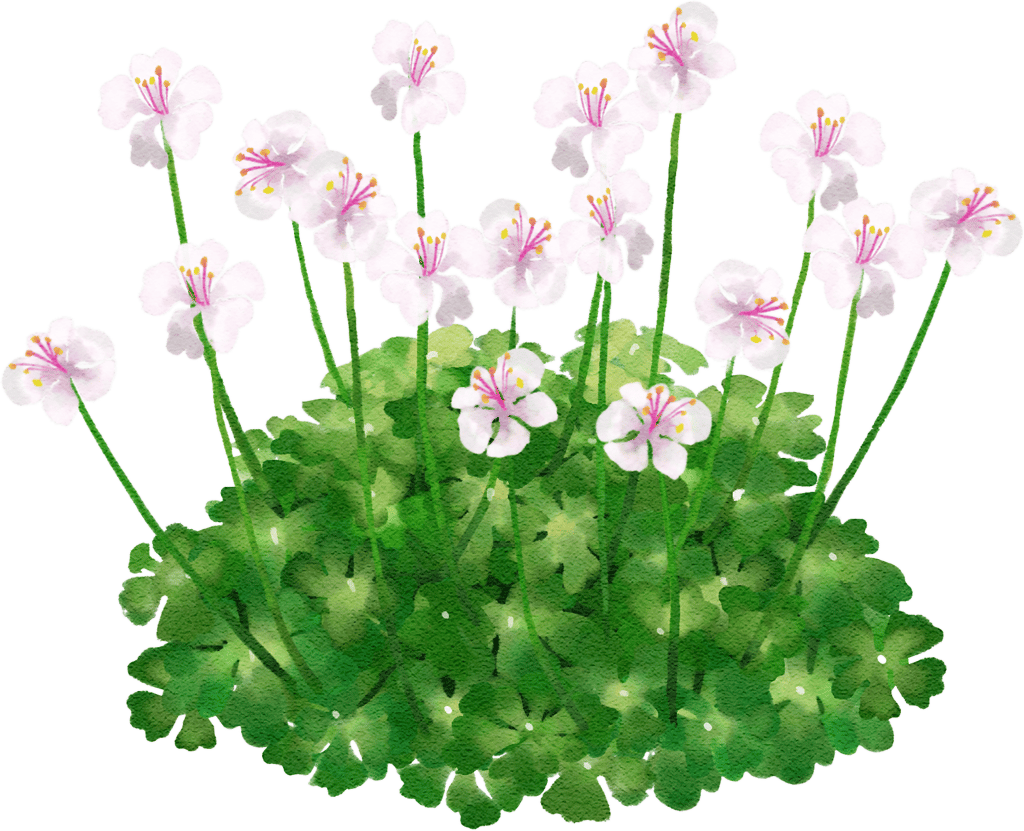 cranesbill 'Biokovo'