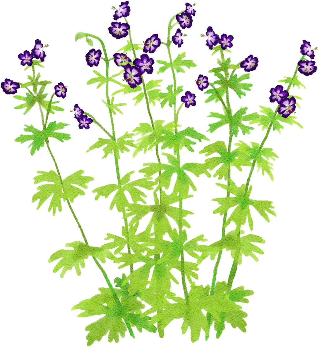 dusky cranesbill 'Lily Lovell'