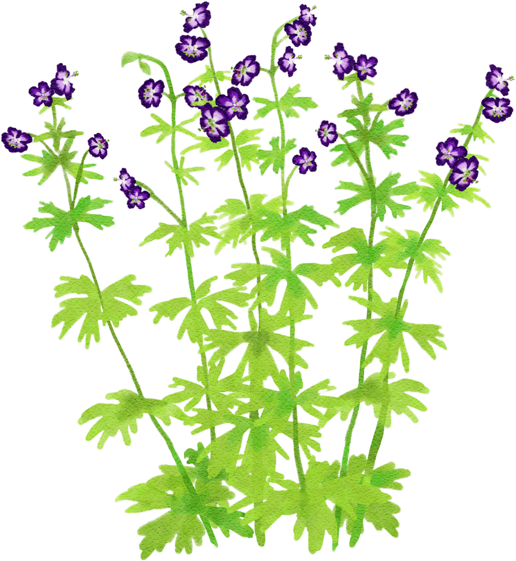 dusky cranesbill 'Lily Lovell'