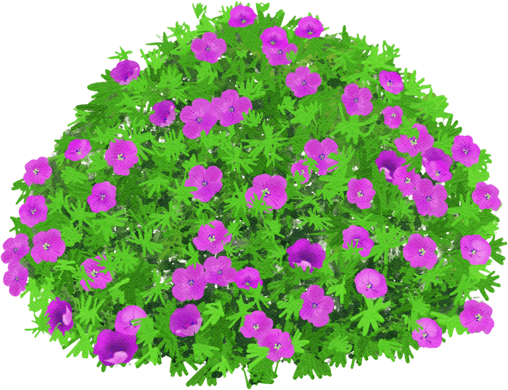 bloody cranesbill