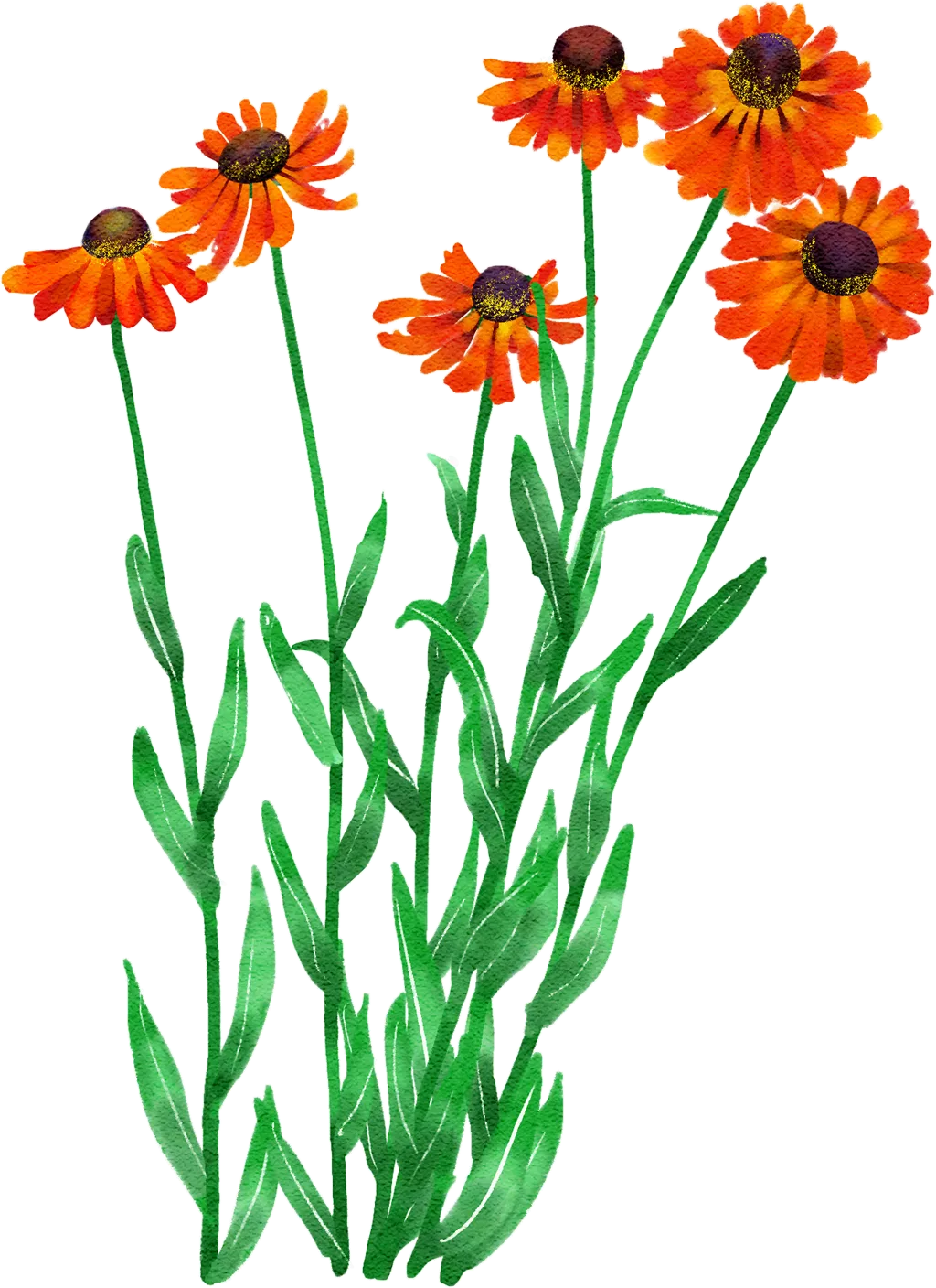 sneezeweed 'Moerheim Beauty'