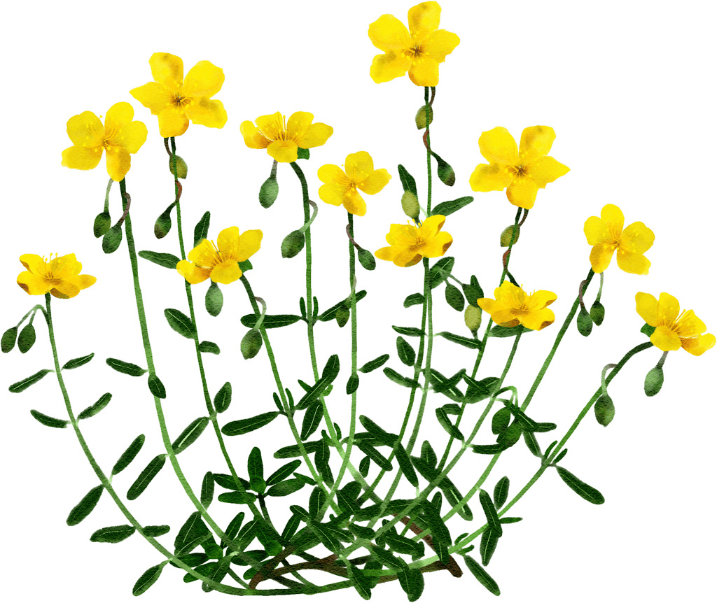 common rockrose