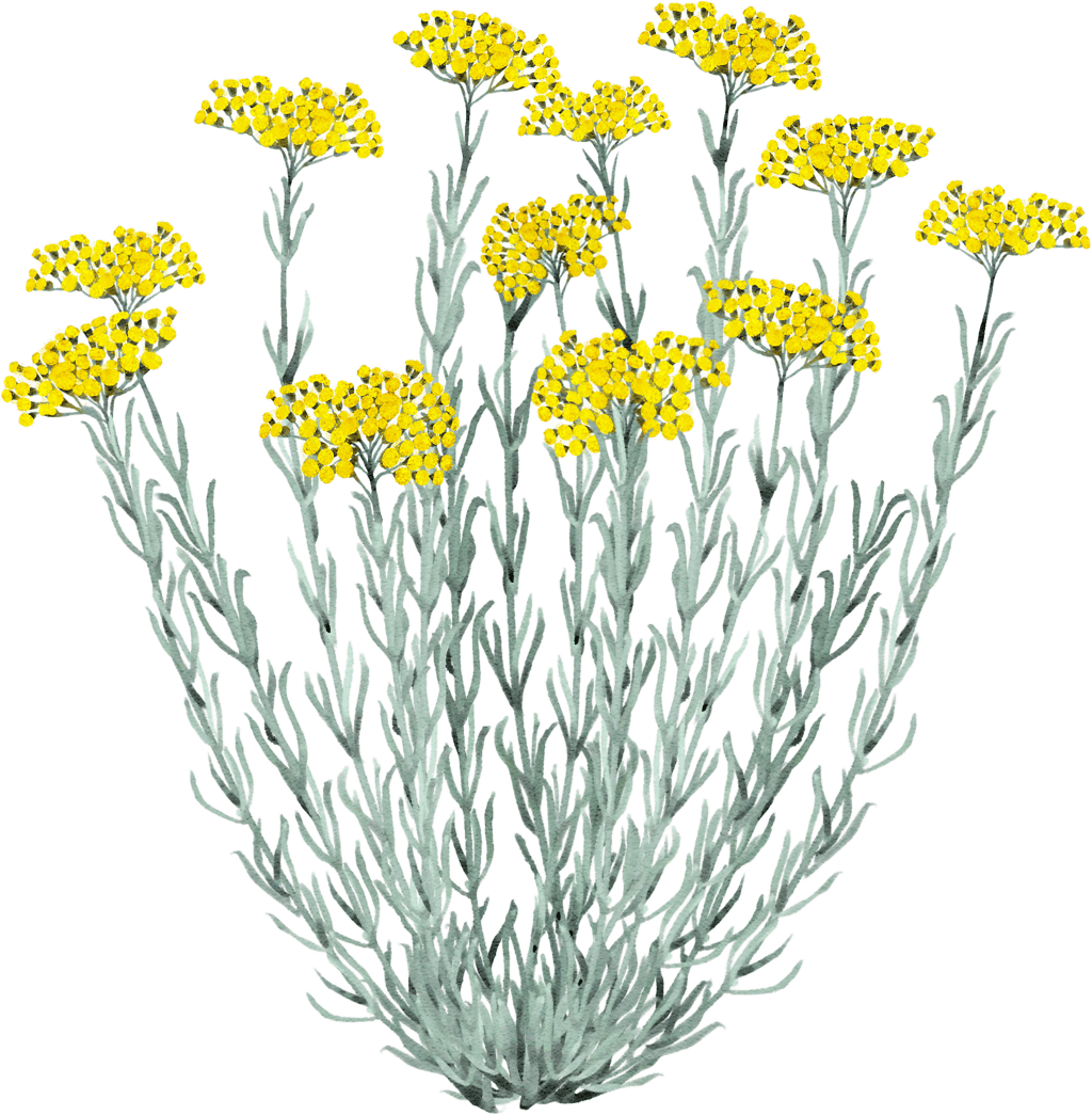 curry plant