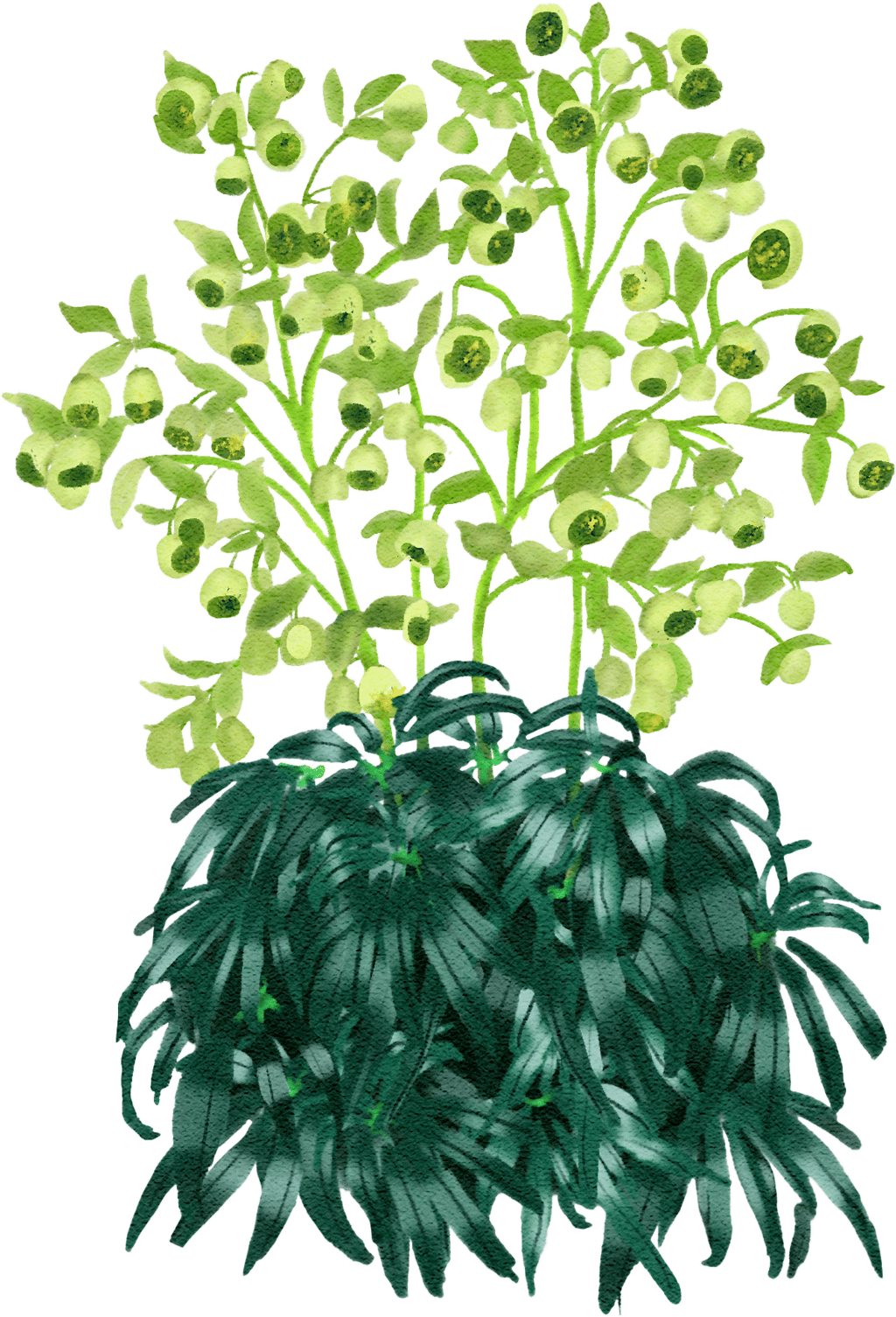 stinking hellebore