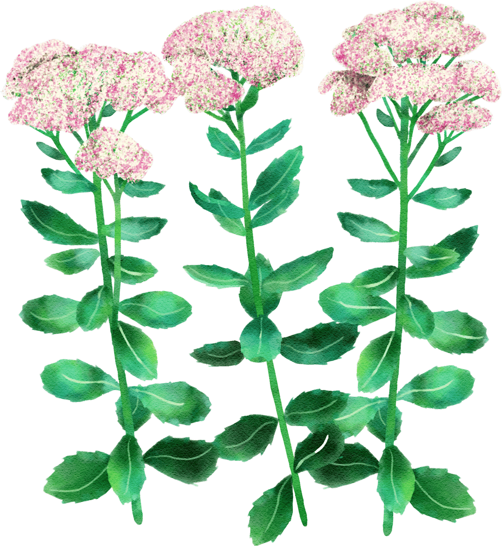 ice plant