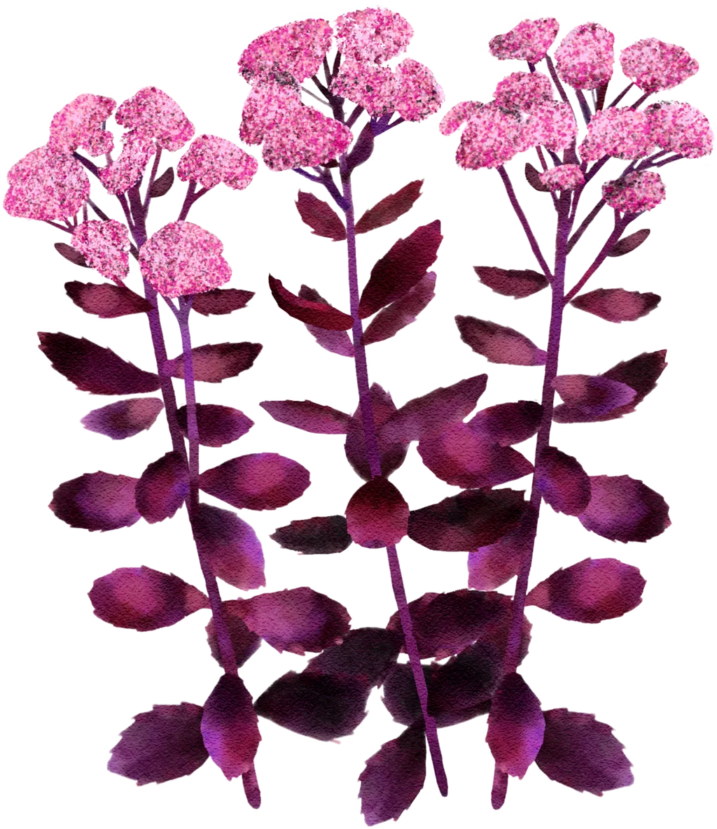 orpine Atropurpureum Group