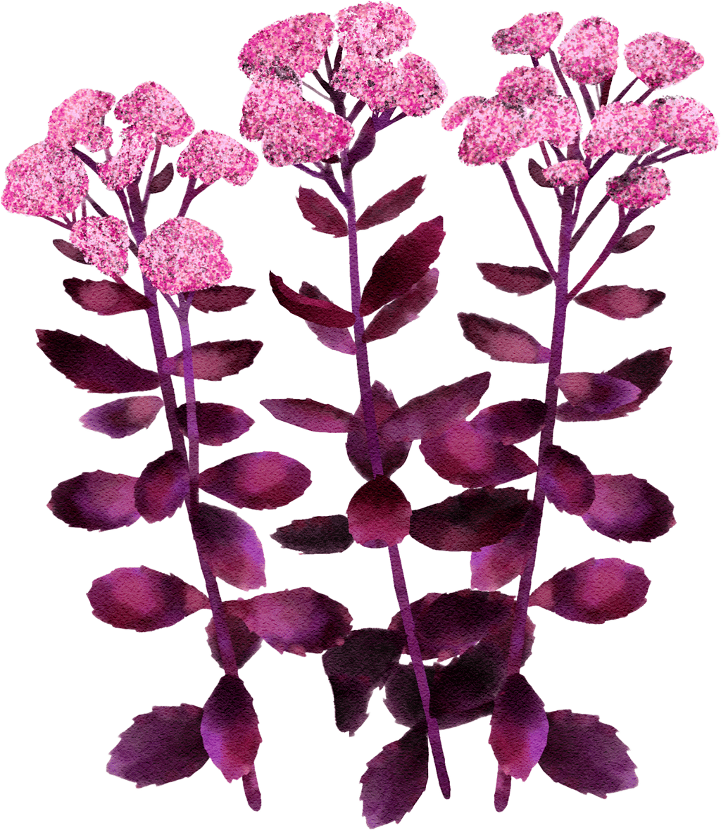 orpine