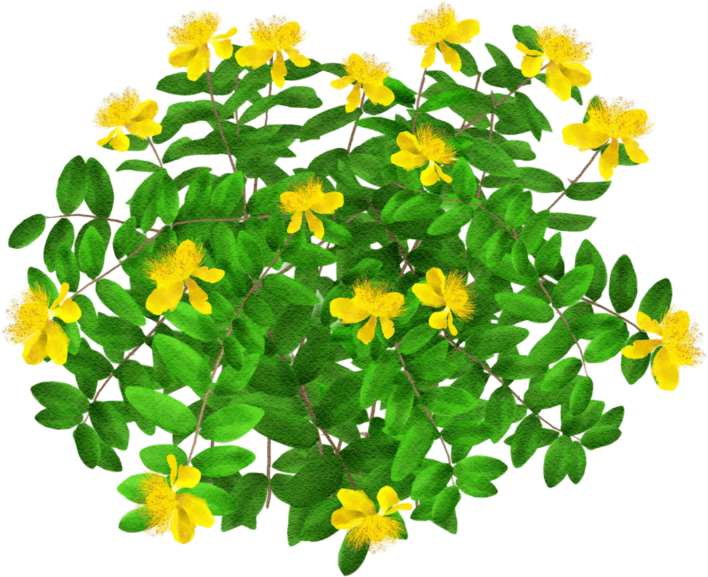 Großkelchiges Johanniskraut