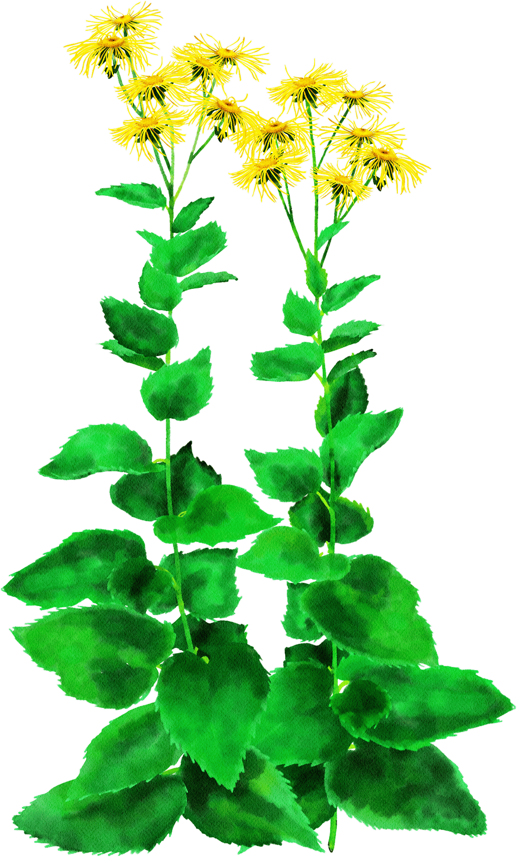 inula 'Sonnenstrahl'