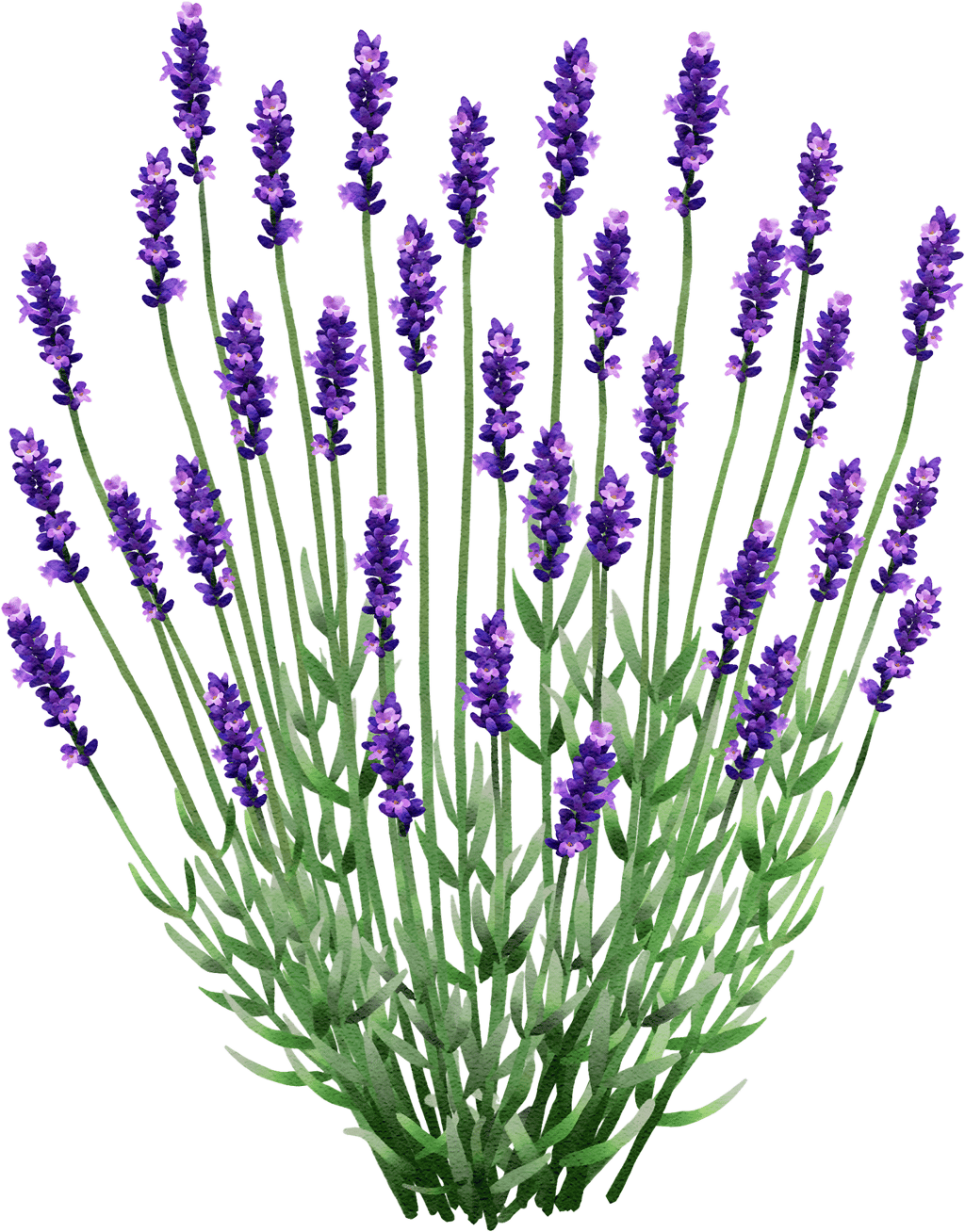Echter Lavendel 'Hidcote Blue'
