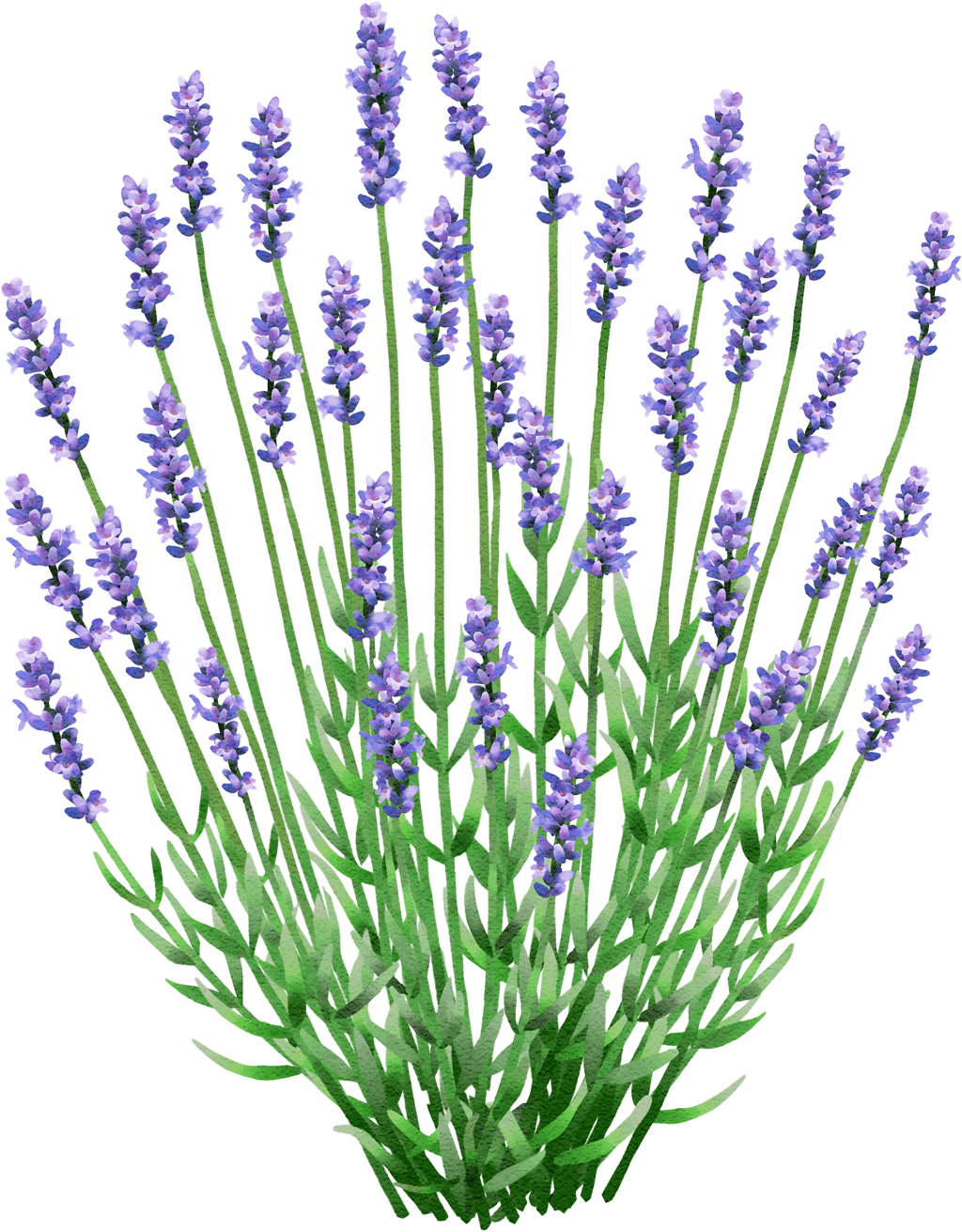 Echter Lavendel 'Munstead'