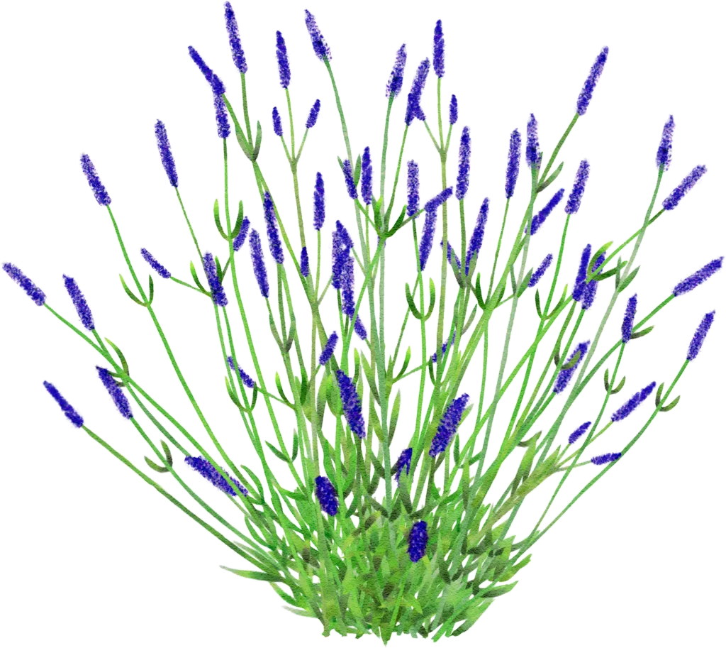 Silberlaubiger Lavendel 'Sawyers'