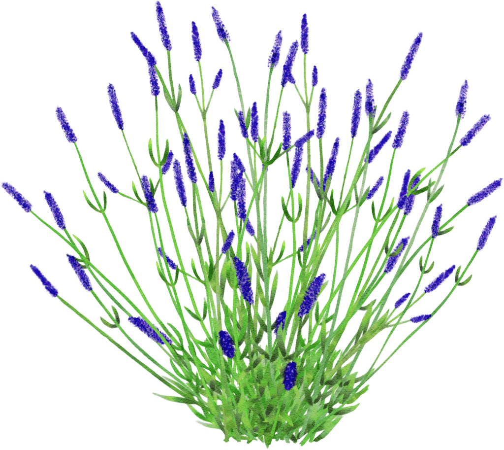 lavender 'sawyers'