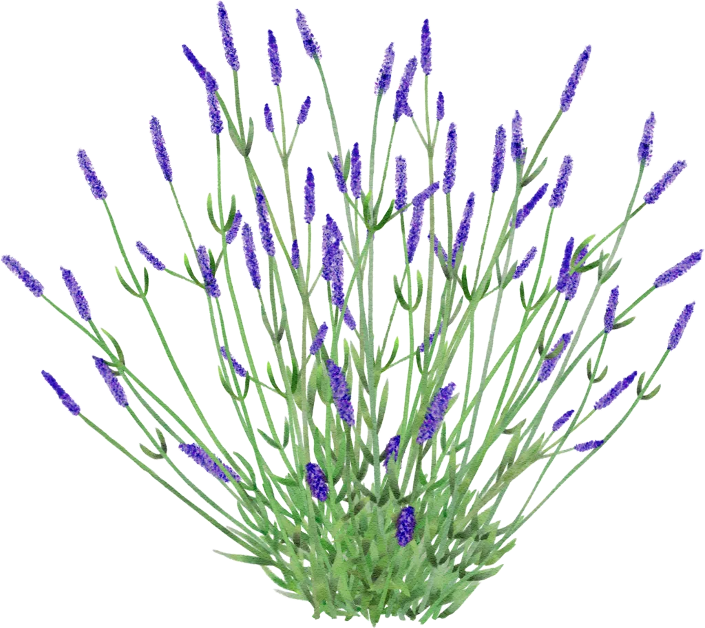 Lavender 'Grosso'