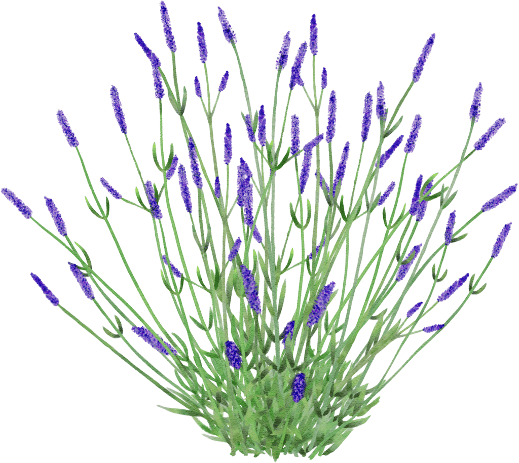 lavender 'Grosso'