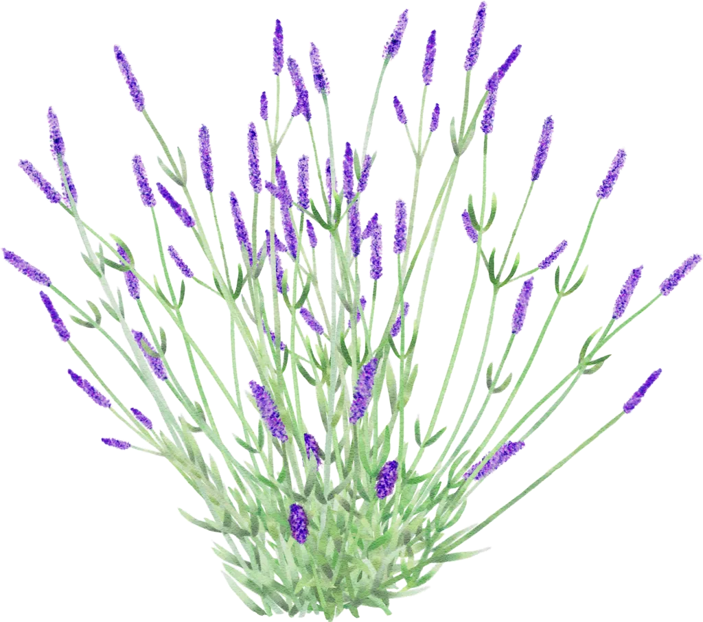 Lavandula × intermedia 'Lullingstone Castle'