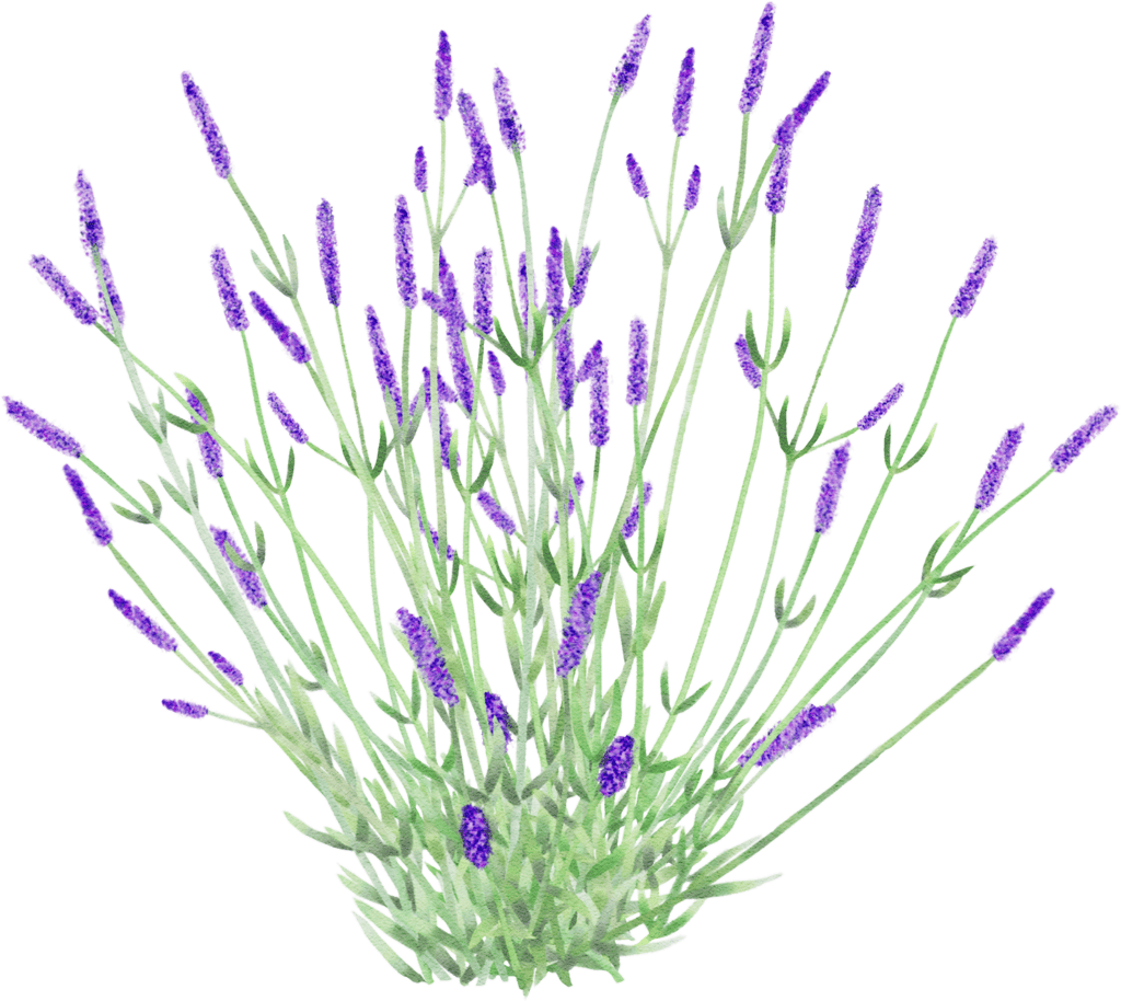 Provence-Lavendel 'Lullingstone Castle'
