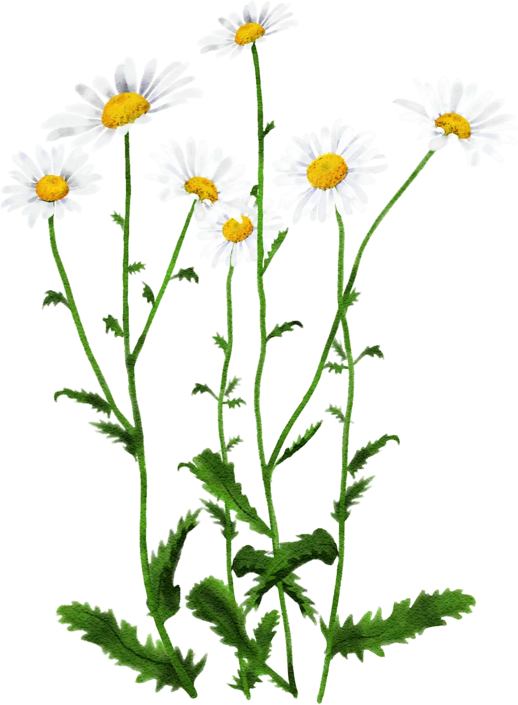 ox-eye daisy