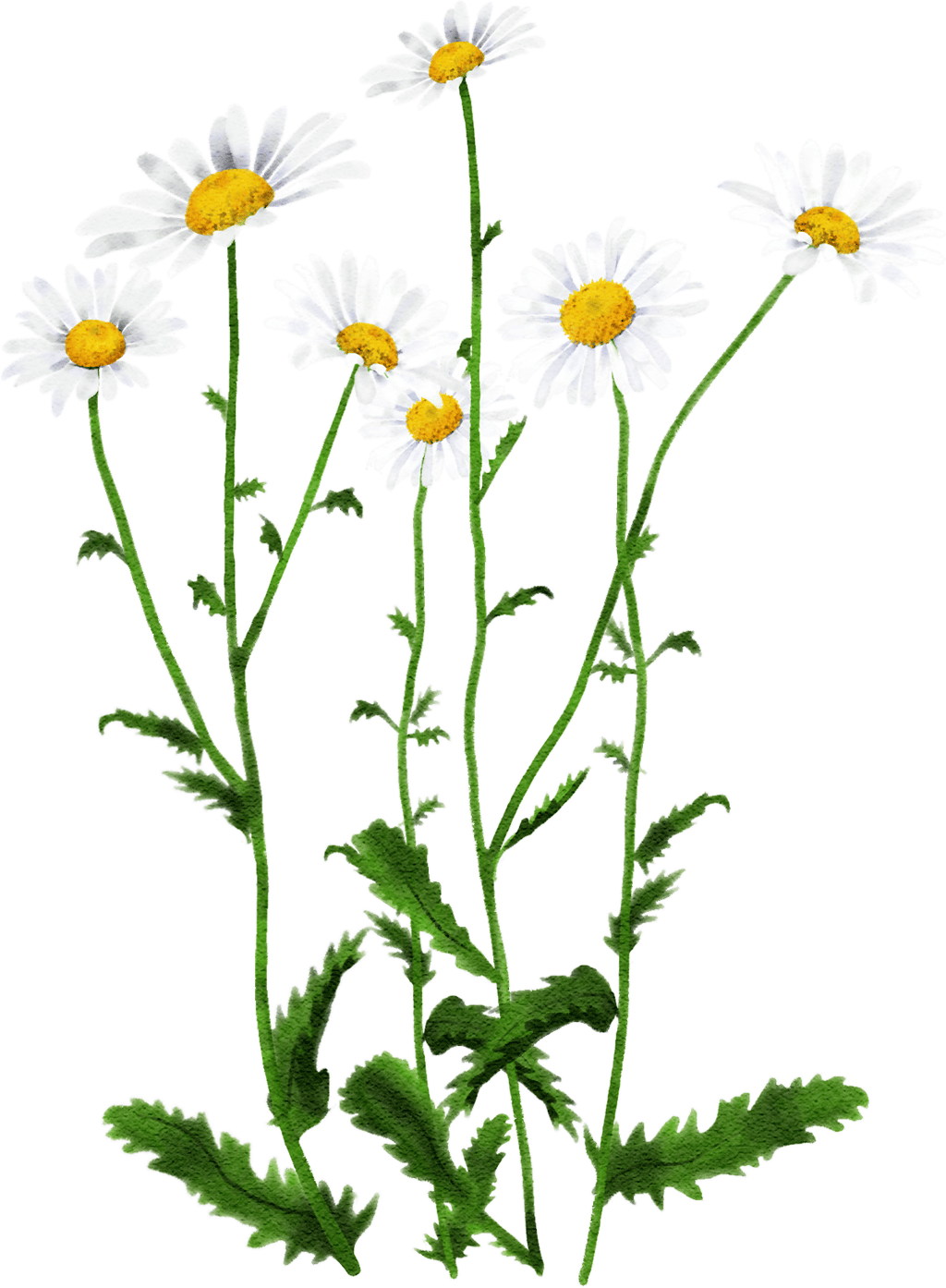ox-eye daisy