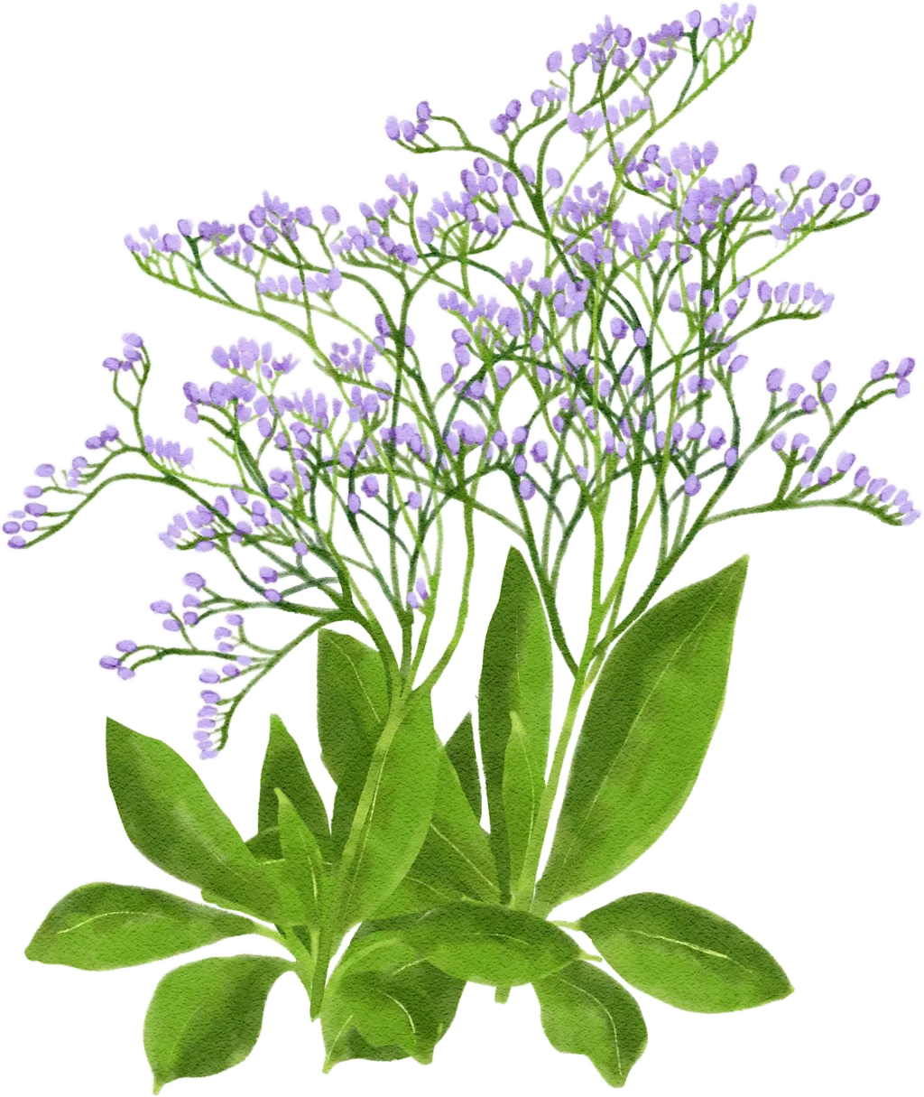 broad-leaved statice