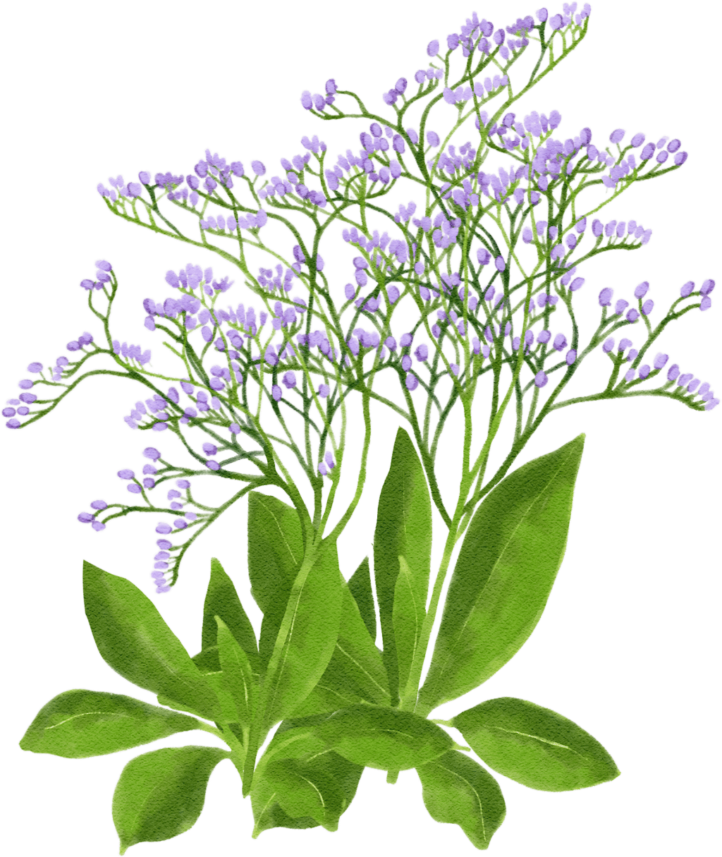 broad-leaved statice