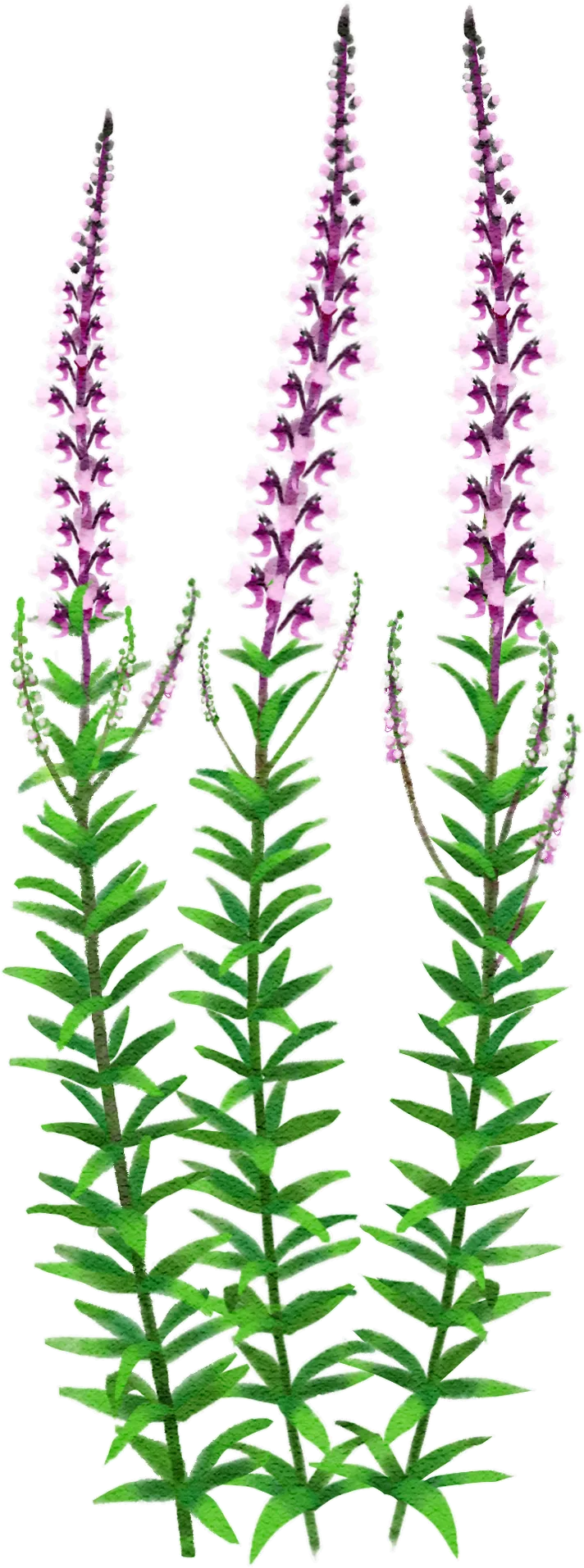 purple toadflax