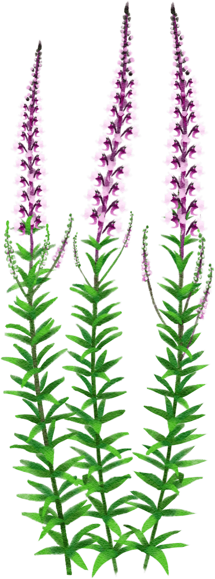 purple toadflax 'Canon Went'