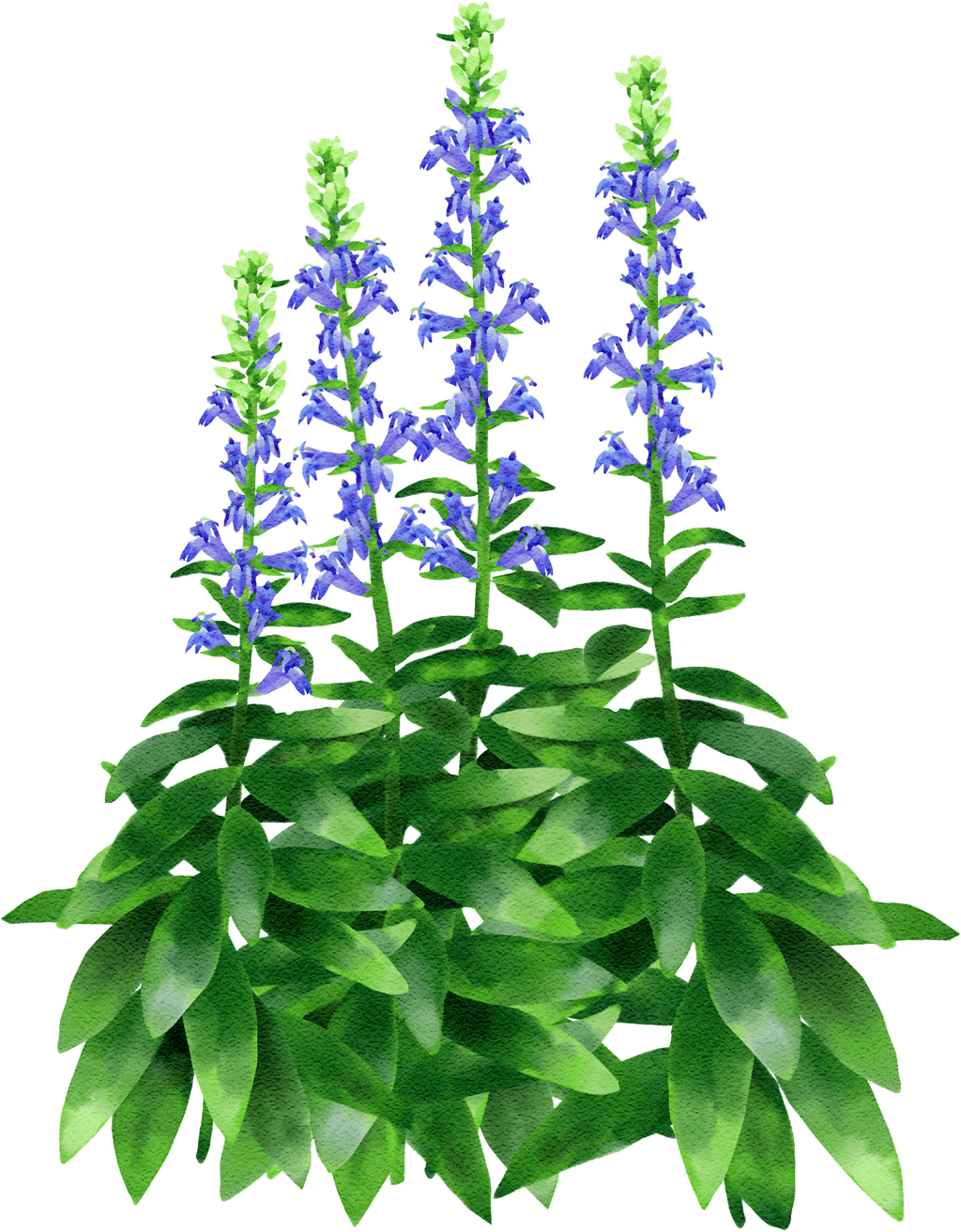 Blaue Kardinals-Lobelie