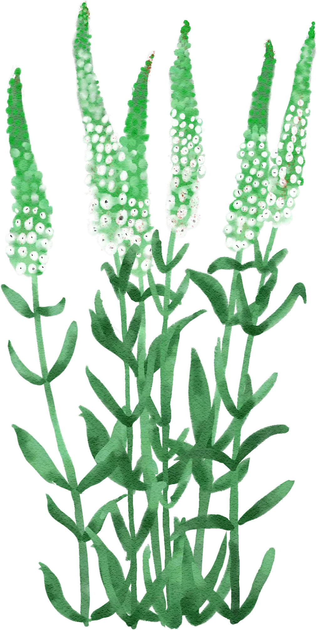 willow-leaved loosestrife