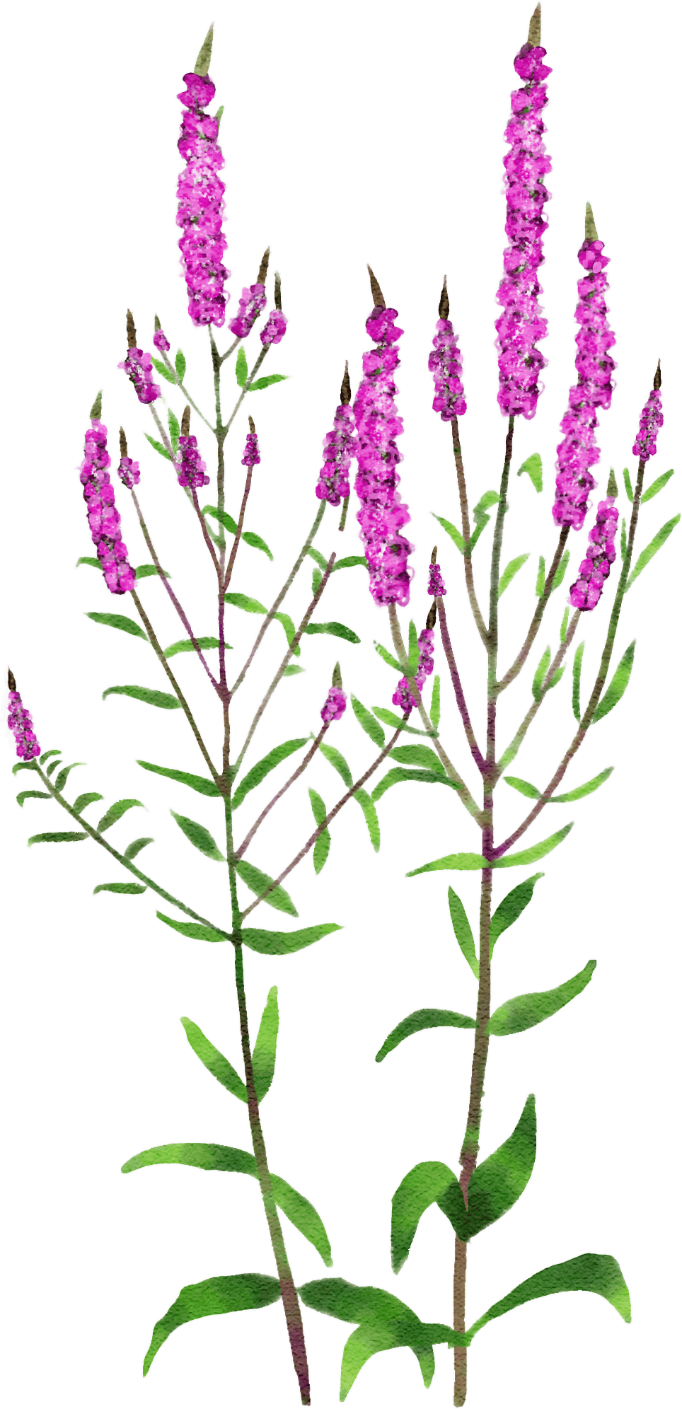 purple loosestrife