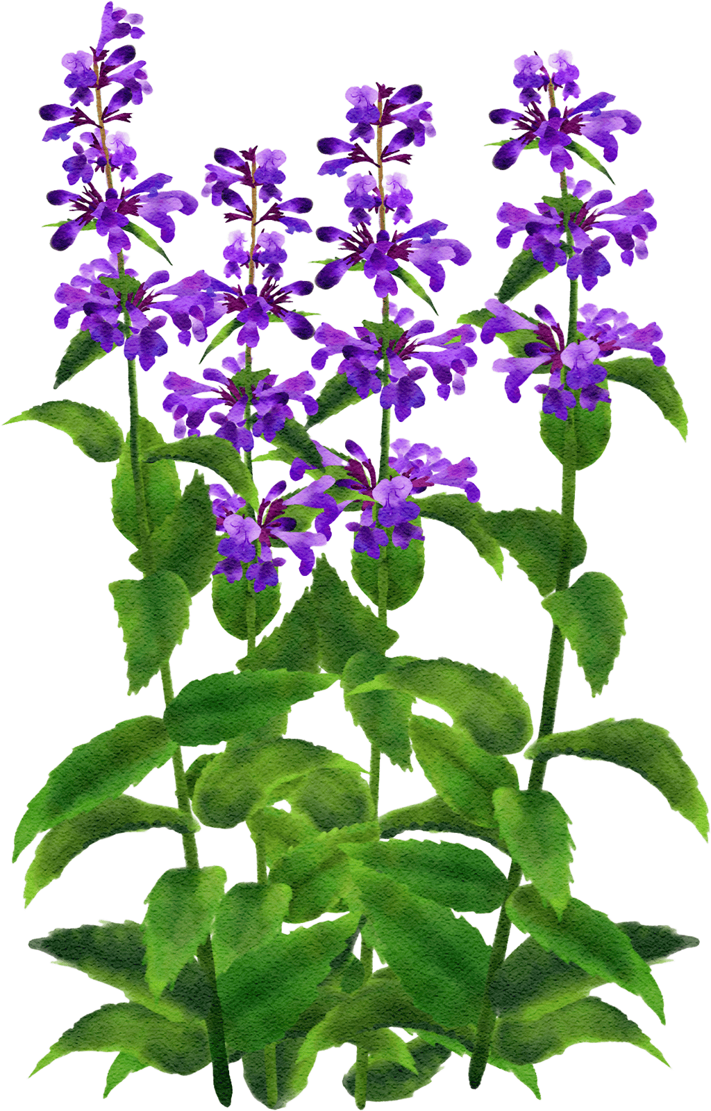 catmint 'Weinheim Big Blue'