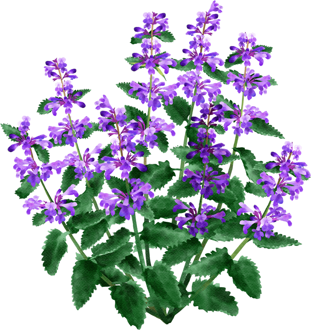Blaue Katzenminze