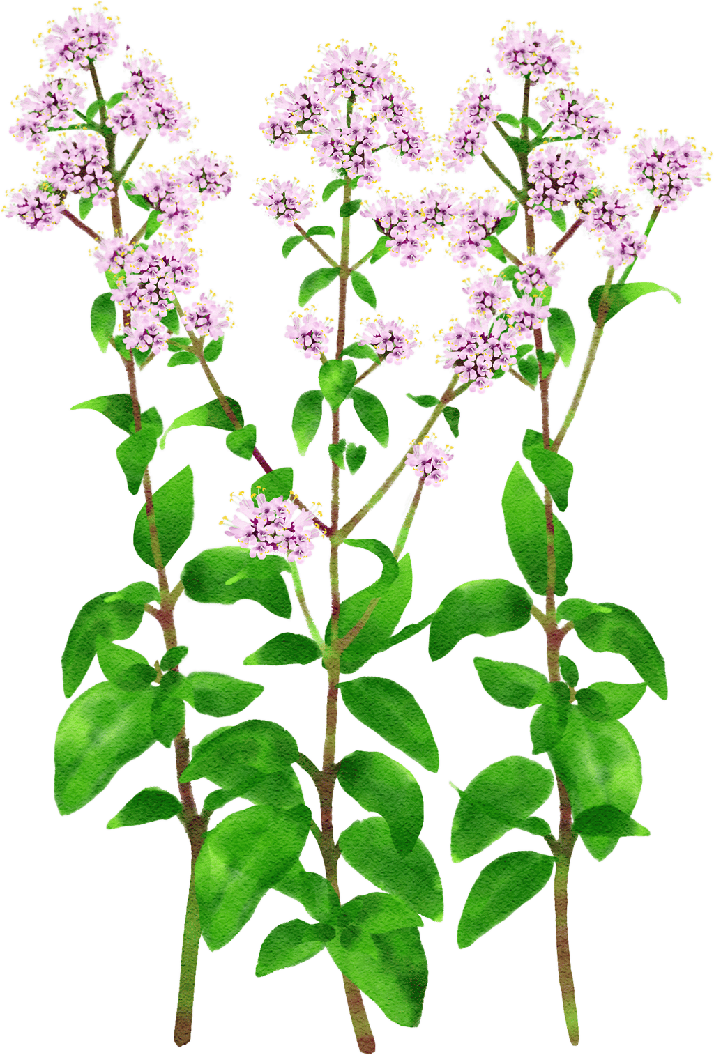 oregano