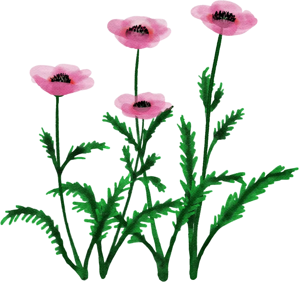 Türkischer Mohn