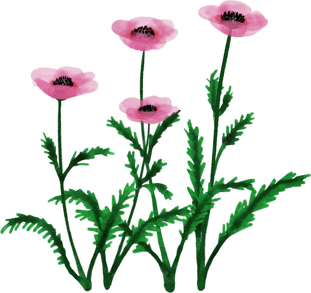 oriental poppy 'Karine'