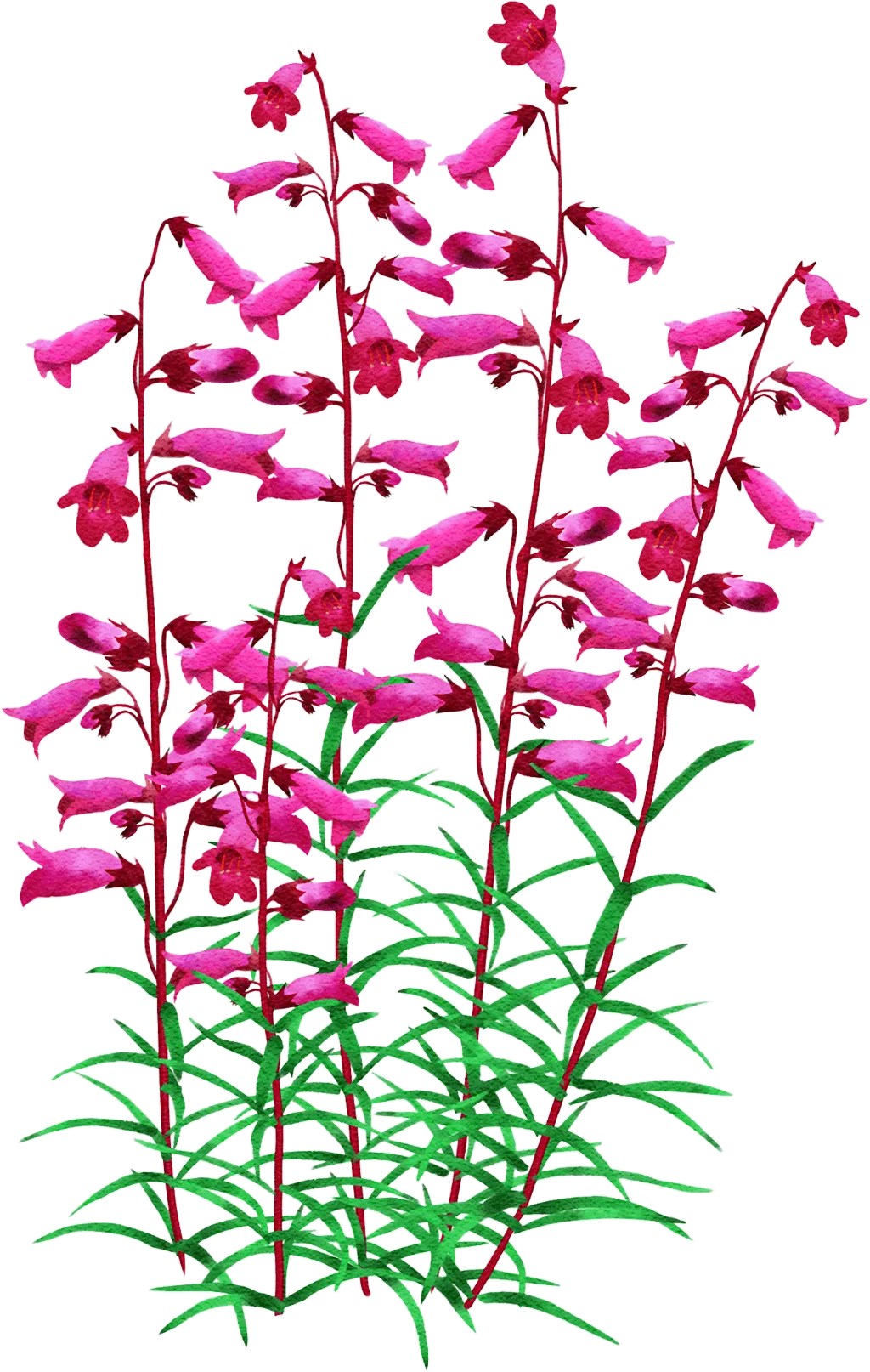 penstemon 'Andenken en Friedrich Hahn'