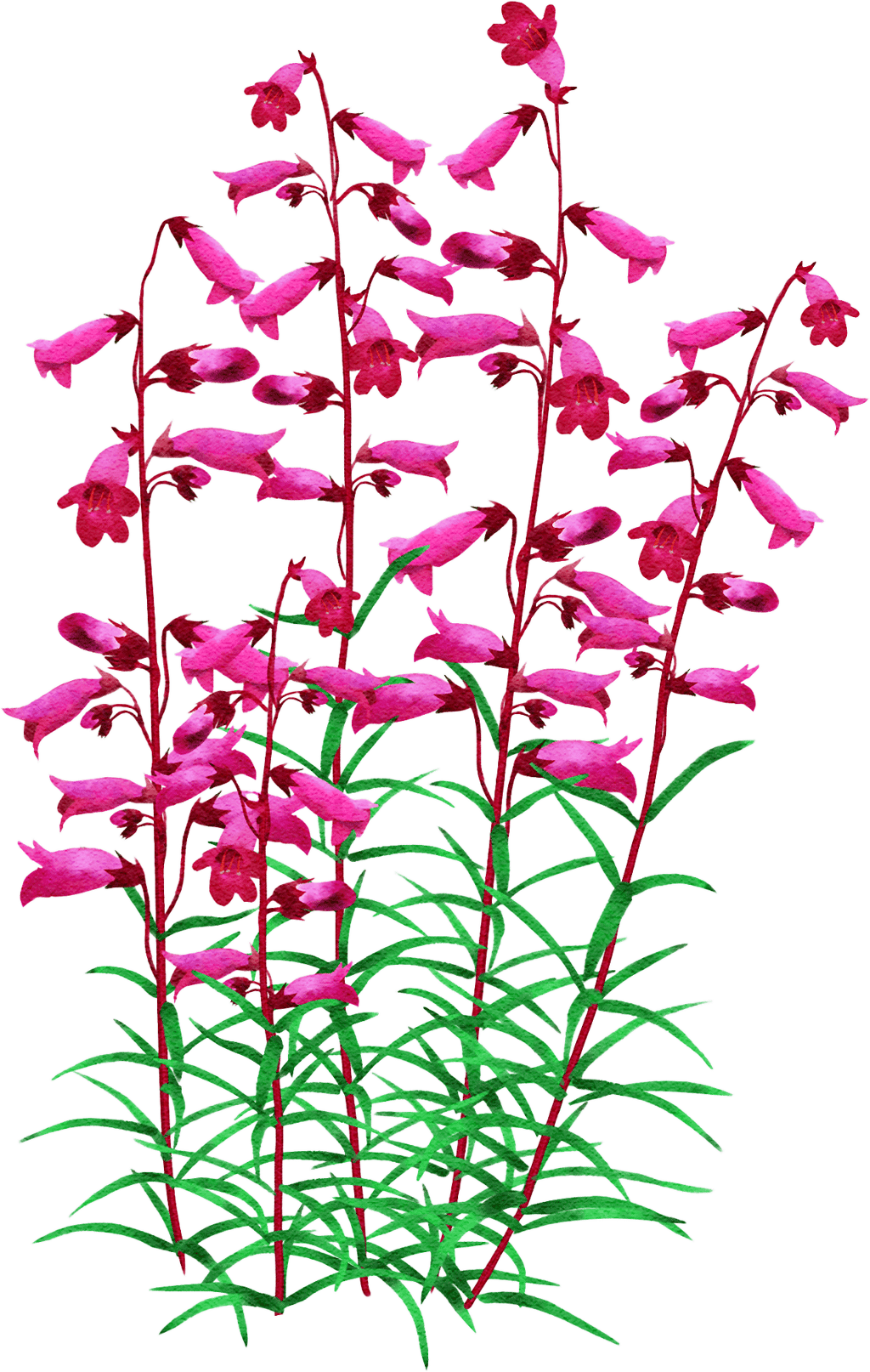 penstemon 'Andenken an Friedrich Hahn'