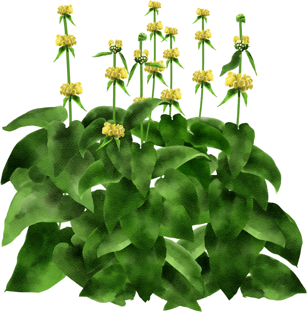 Turkish sage