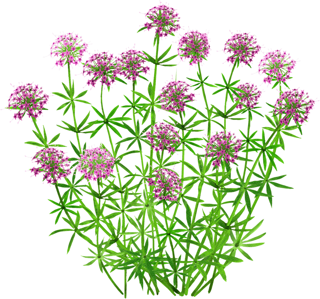 Langgriffliger Rosenwaldmeister