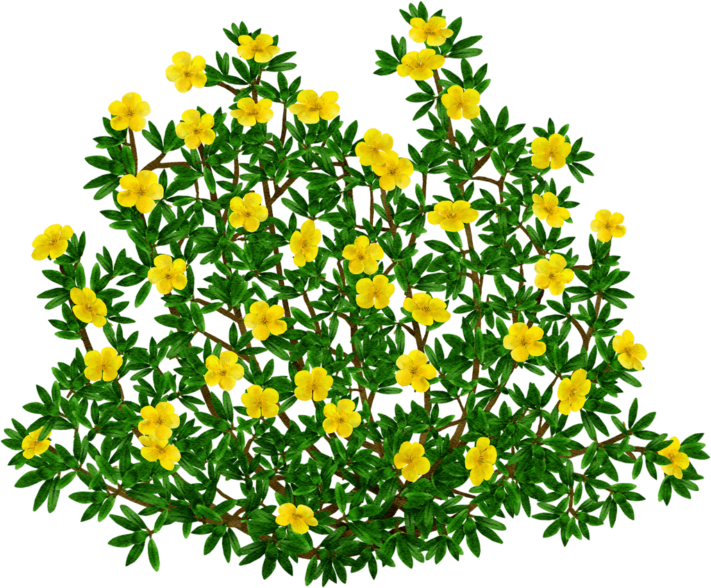 shrubby cinquefoil