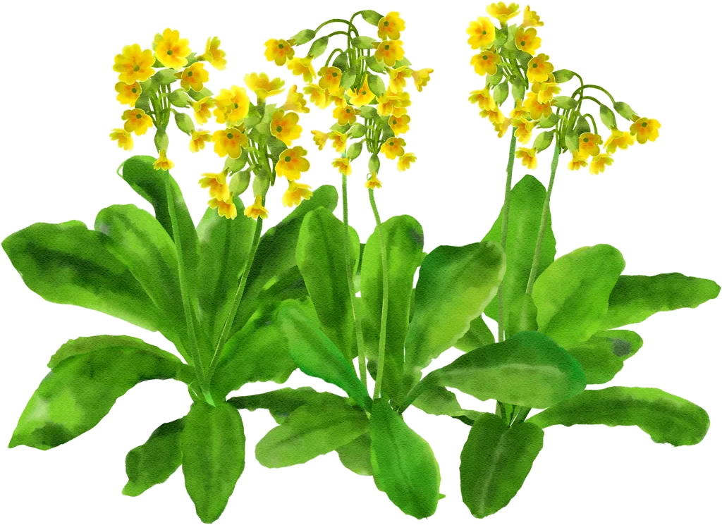 common cowslip