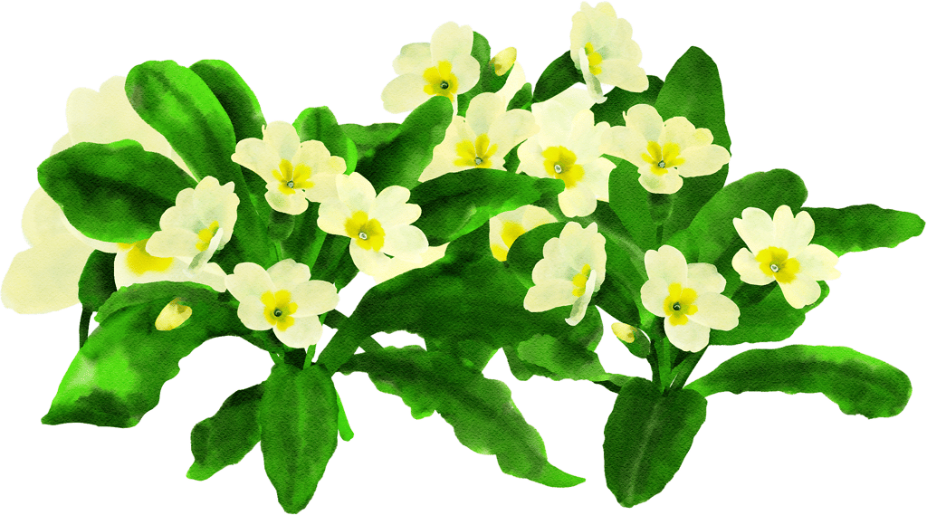 primrose