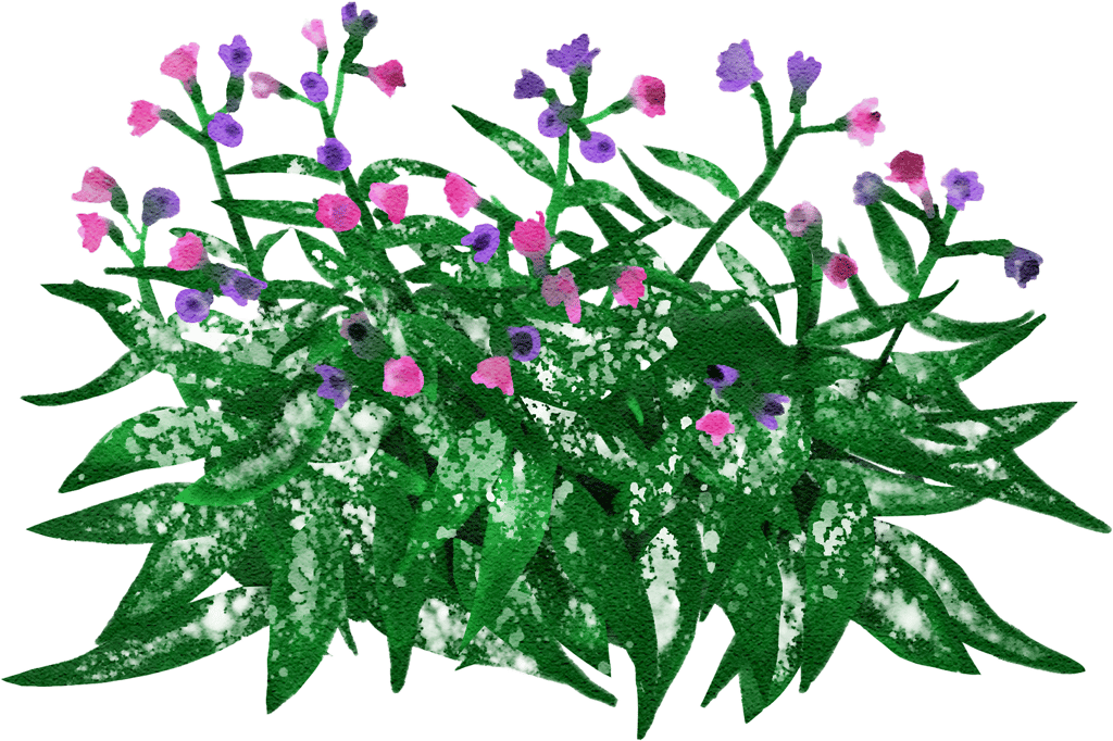 narrow-leaved lungwort