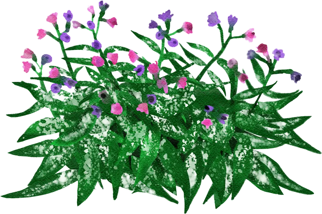 narrow-leaved lungwort