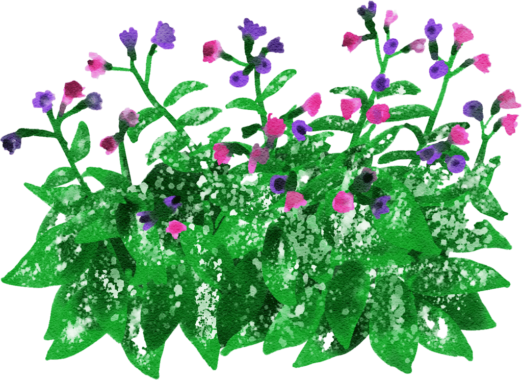 common lungwort