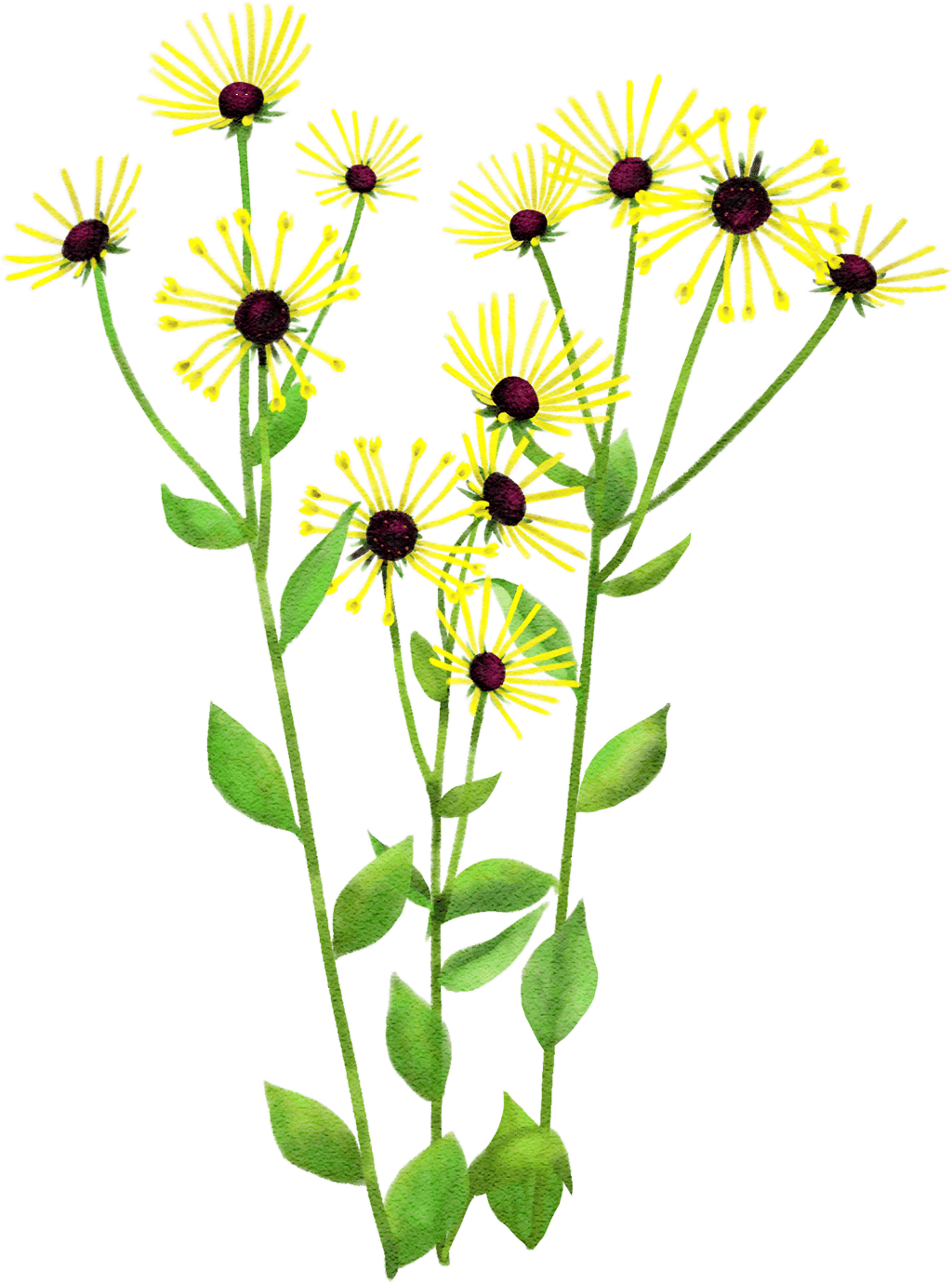 coneflower 'Henry Eilers'