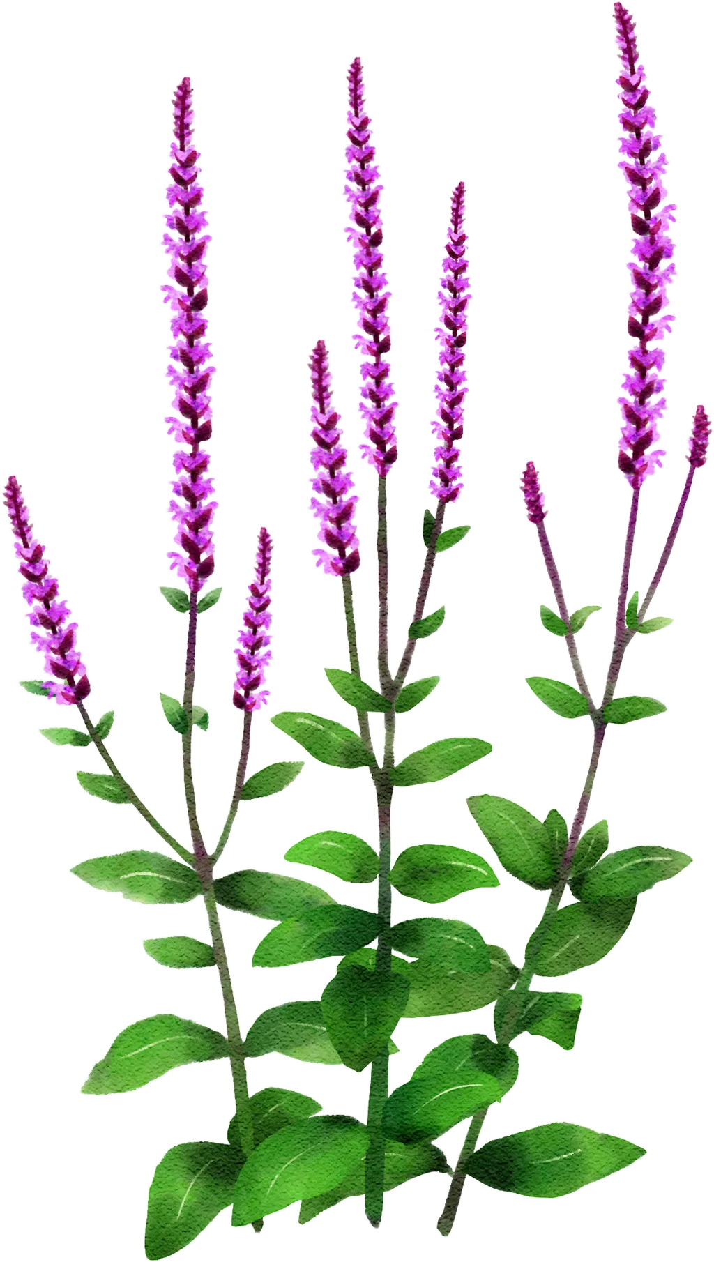 Balkan clary 'Amethyst'