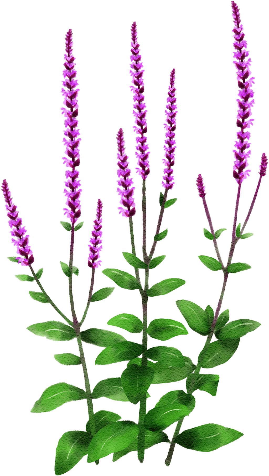 Blüten-Salbei 'Amethyst'